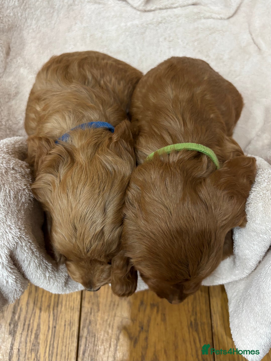 Cockapoo dogs for sale: Stunning Cockapoos Puppies DNA tested parents  - Advert 8