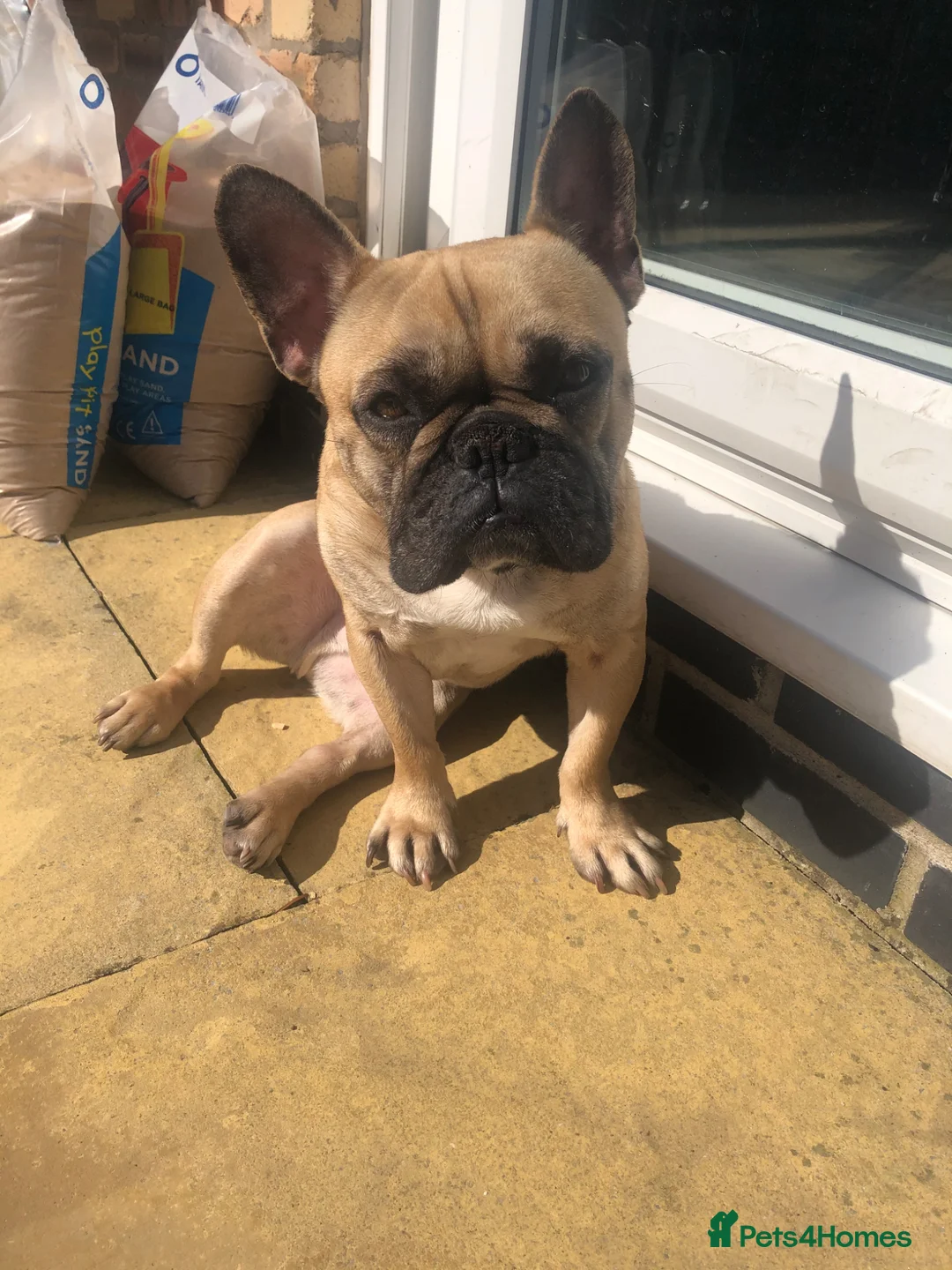 French Bulldog dogs for sale: French bulldog  in Beverley - Advert 3