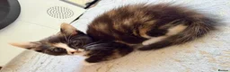 Mixed Breed cats for sale: Two Gorgeous Tortoiseshell girl kittens - Advert 19