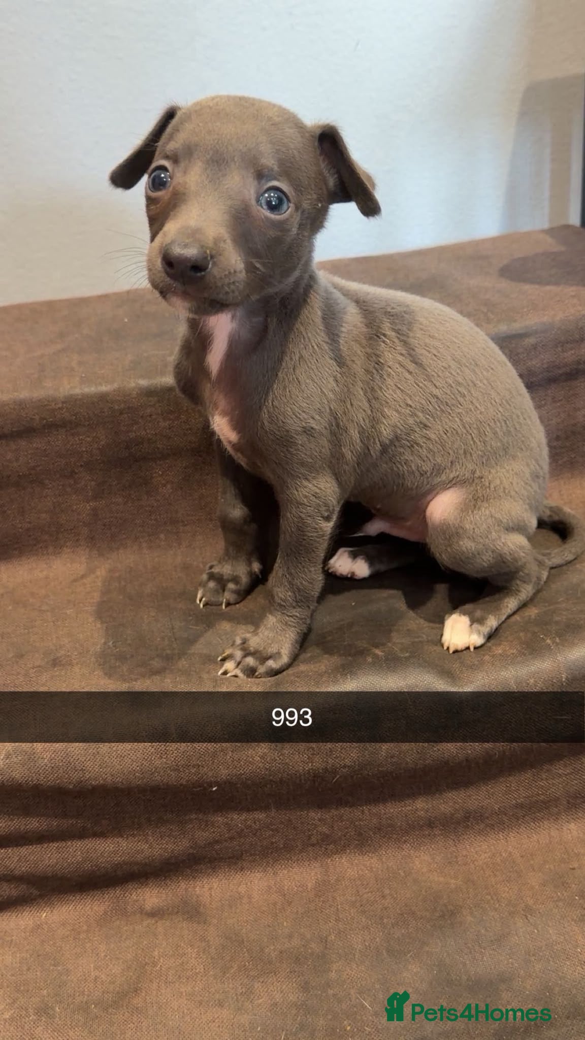 Whippet dogs Stunning kc reg blue whippet pups  - Advert 2