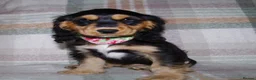 Cocker Spaniel dogs for sale: Beautiful Show Cocker Spaniel Puppies  - Advert 16