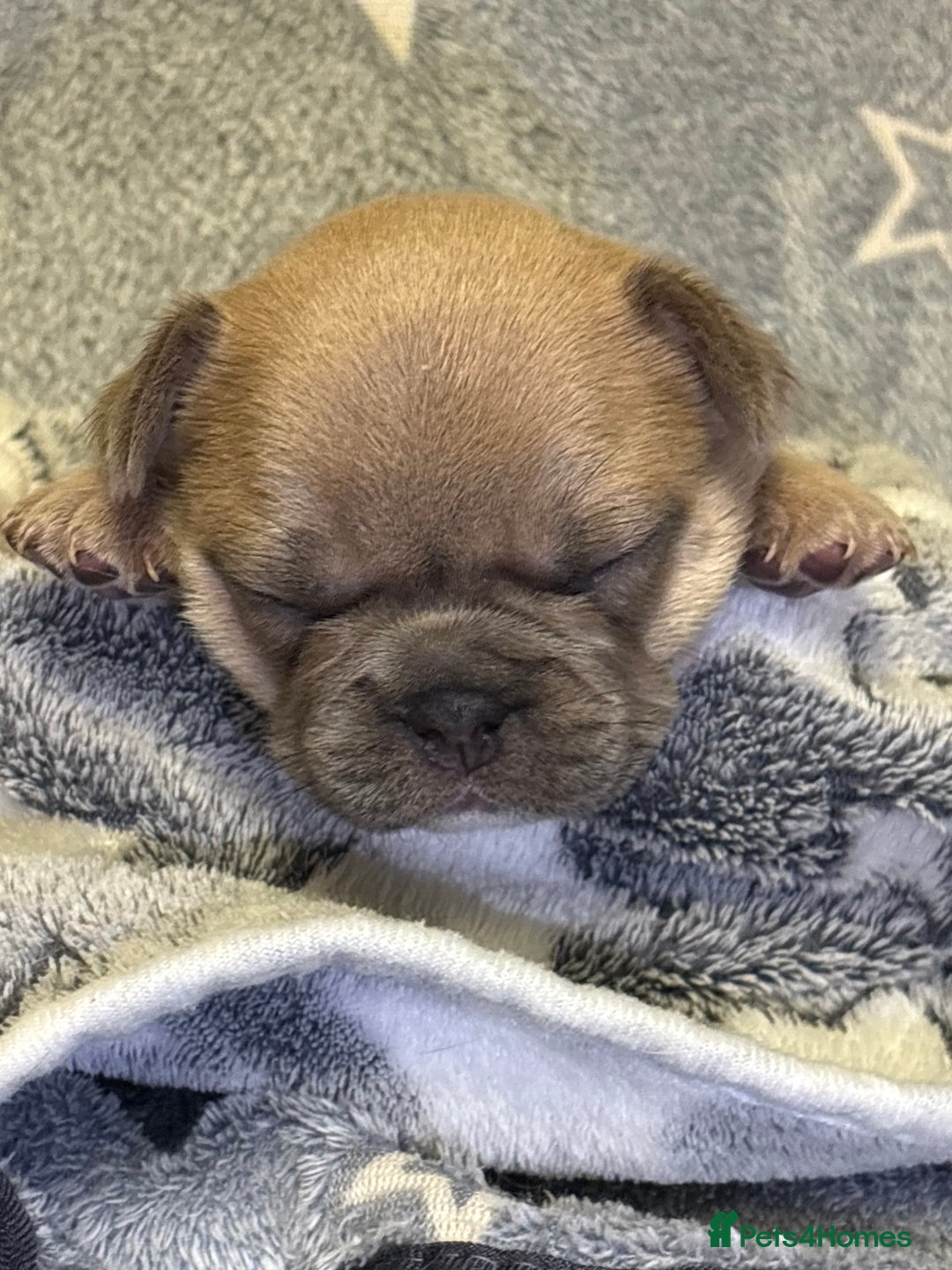 French Bulldog dogs for sale: FRENCH-BULLDOG LITTER  - Advert 17