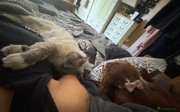 Domestic Shorthair cats for sale: Heartbreakingly a marriage breakup forces rehome - Image 26