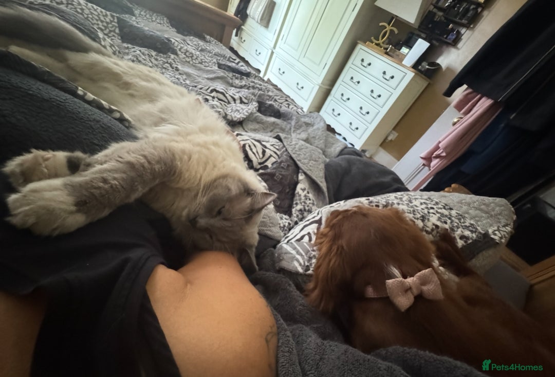 Domestic Shorthair cats for sale: Heartbreakingly a marriage breakup forces rehome - Image 26