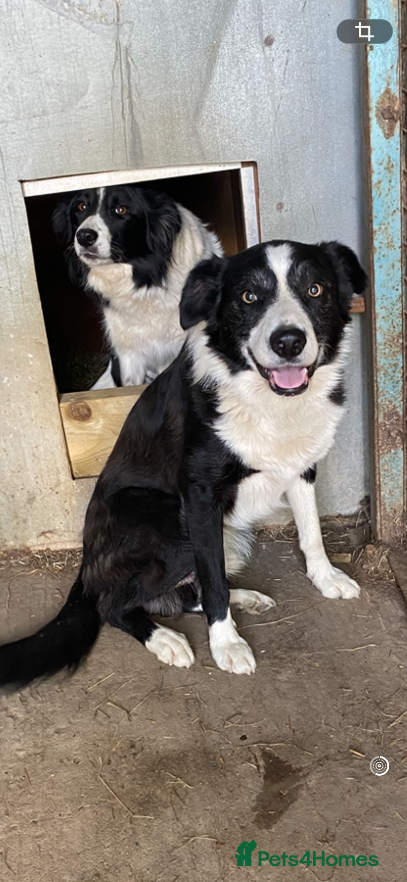 Border Collie dogs Border collie puppies - Advert 4