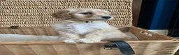Labradoodle dogs for sale: Stunning Apricot & Cream Labradoodle Puppies 🐶 - Advert 21
