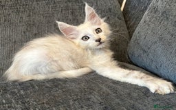 Maine Coon cats for sale: Beautiful shaded Maine coon boy  - Image 2