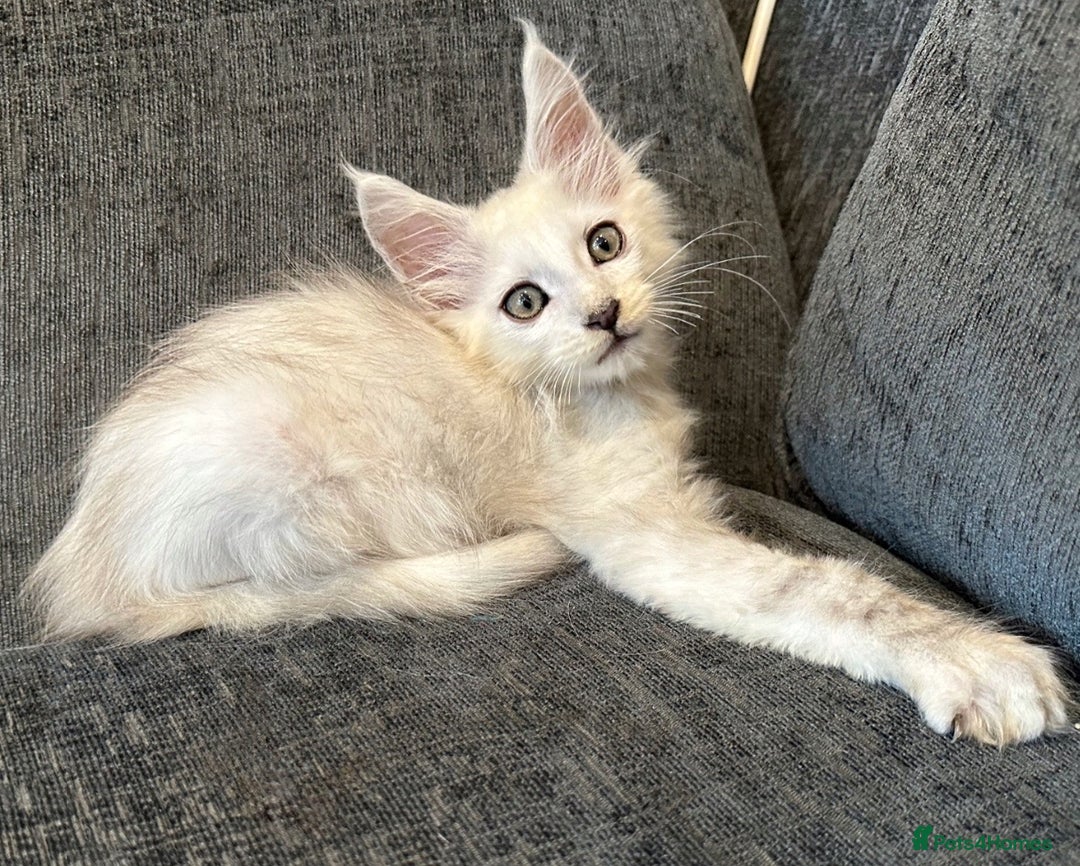 Maine Coon cats for sale: Beautiful shaded Maine coon boy  - Image 2