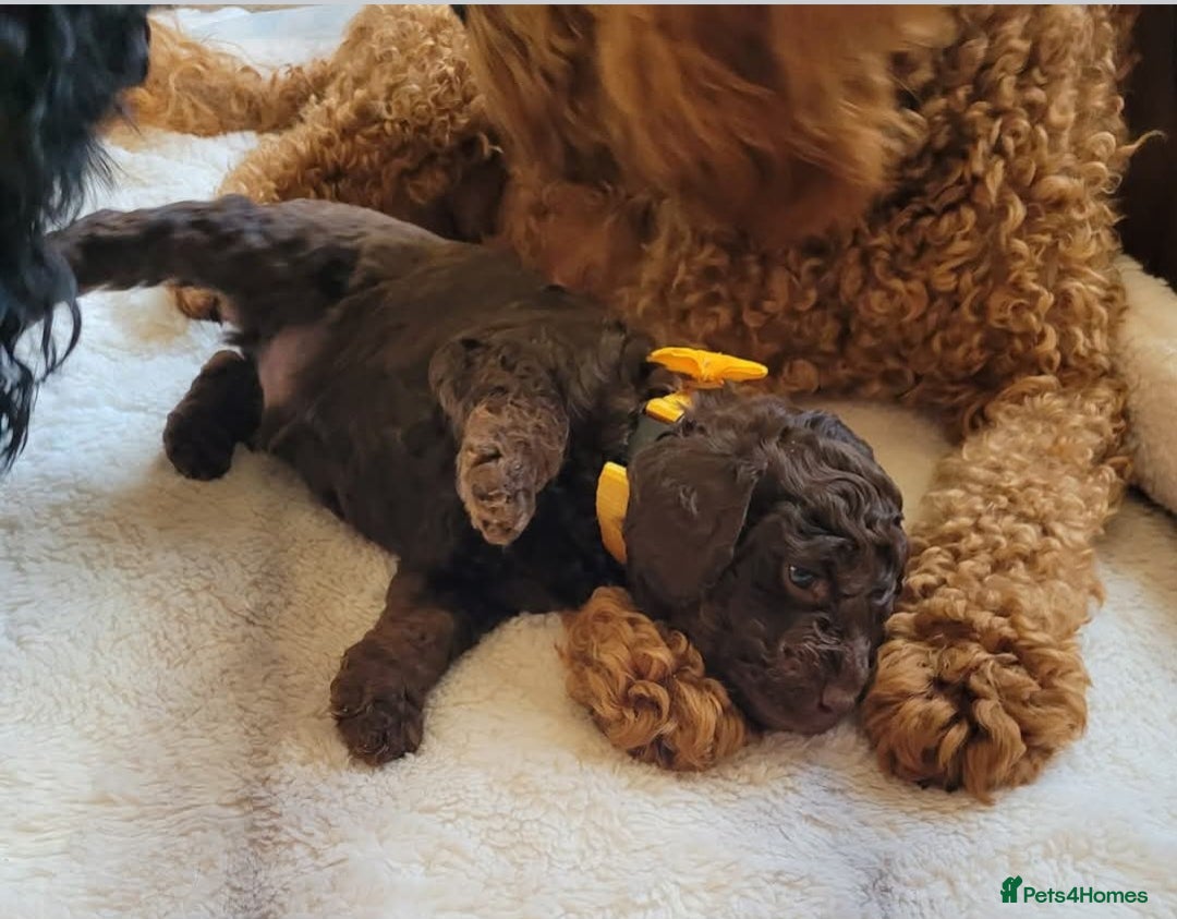 Cockapoo dogs for sale: Cockapoo F2 puppies 8 weeks old. - Image 11