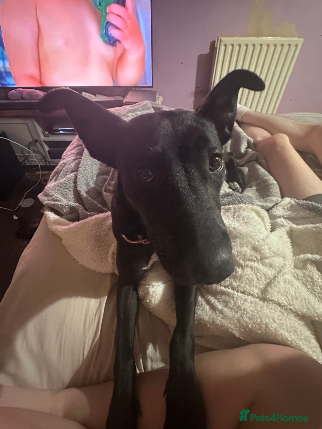 Mixed Breed dogs for sale: Kensi malinois cross Staffordshire bull terrior - Image 6