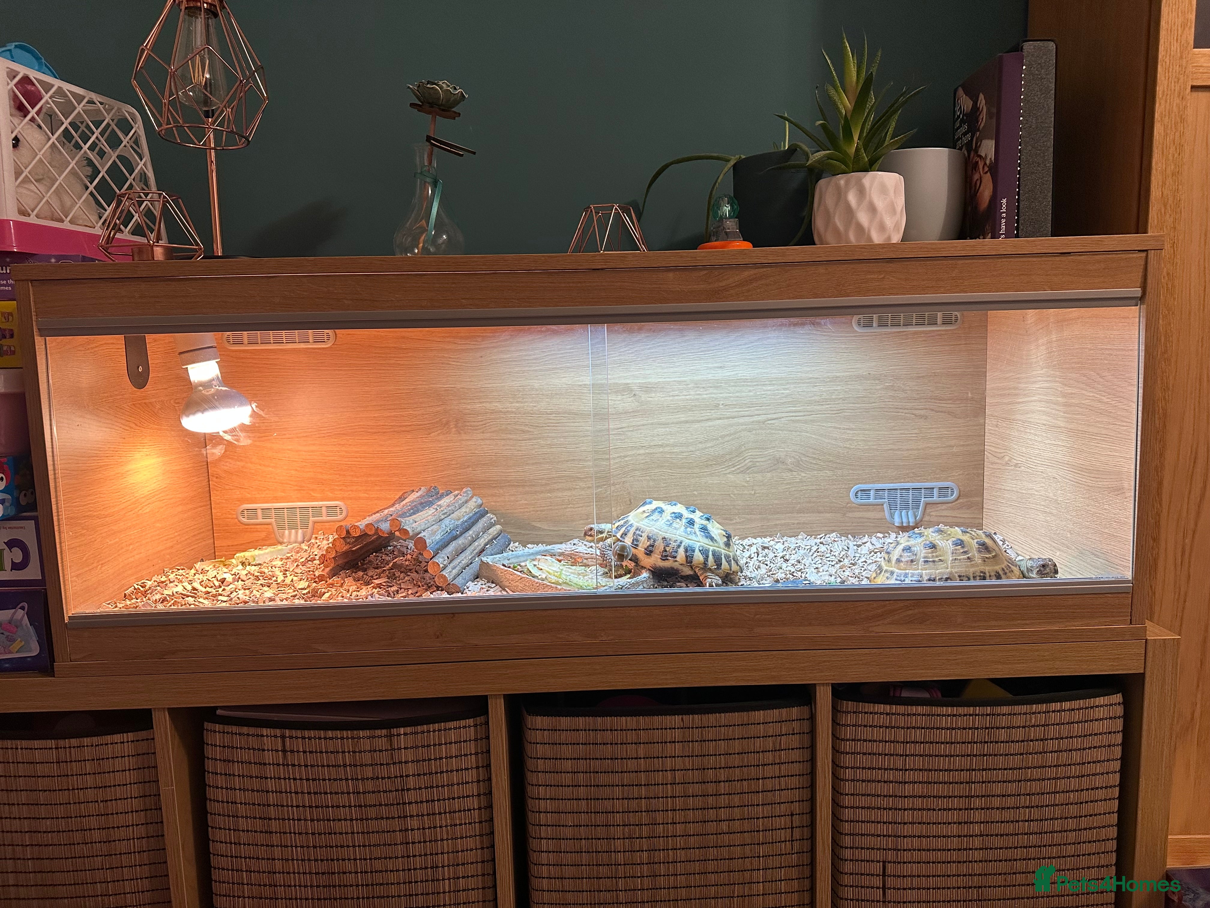 Tortoise reptiles 2x Tortoise + Viv  - Advert 1