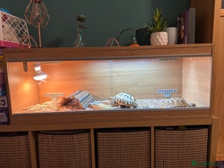 Tortoise reptiles 2x Tortoise + Viv - Advert 1