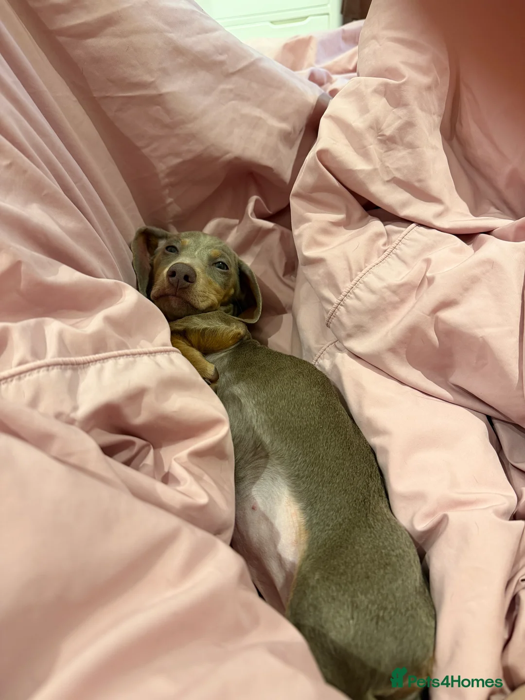 Miniature Dachshund dogs for sale: 6-Month Isabella Dachshund Girl Seeking 4ever Home - Advert 6