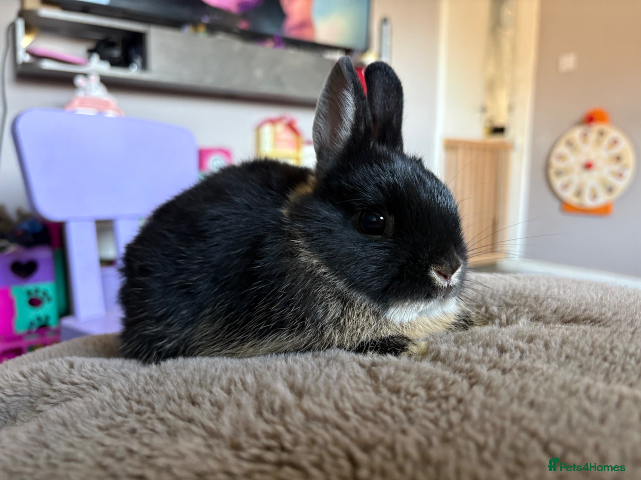 Netherland Dwarf rabbits Baby girls netherland dwarfs - Advert 15