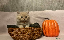 Scottish Fold cats for sale: !4 LEFT! BEAUTIFUL SCOTTISH FOLDS FOR SALE - Image 4