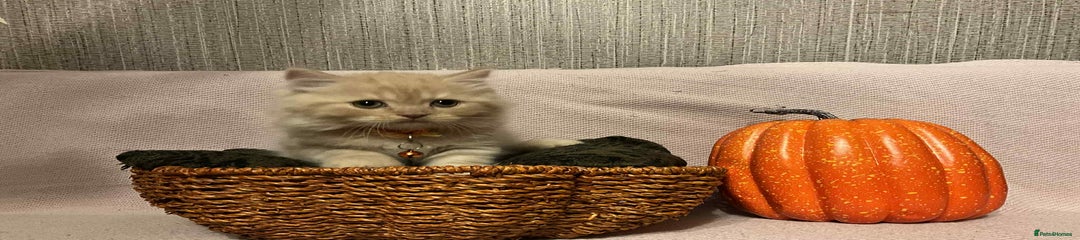 Scottish Fold Kitten 1