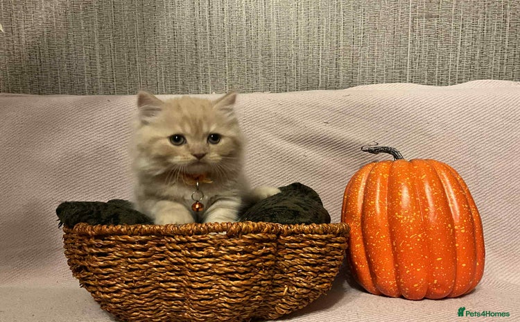 Scottish Fold cats - Advert 10