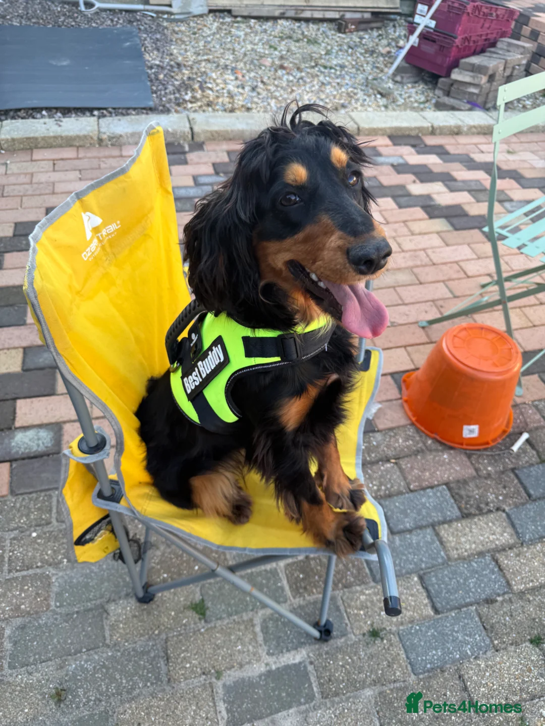 Cocker Spaniel dogs for sale: Cocker Spaniel   - Advert 2