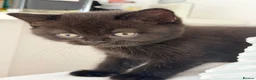British Shorthair cats for sale: ❤️ OUR BEAUTIFUL BRITISH SHORTHAIR KITTENS ❤️ - Advert 13