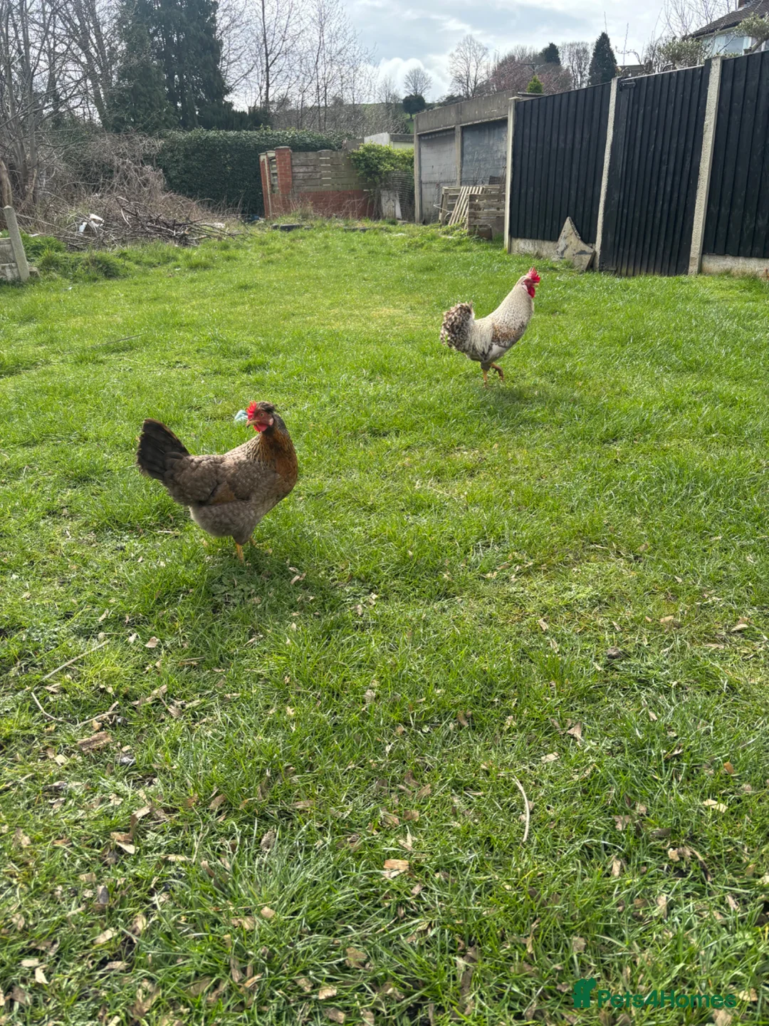 Chickens poultry for sale: Pure breed cream legbar and others available  - Advert 1