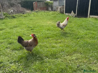 Chickens poultry for sale: Pure breed cream legbar and others available - Advert 2