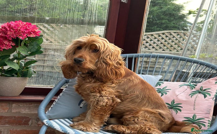 Cocker Spaniel dogs - Advert 2