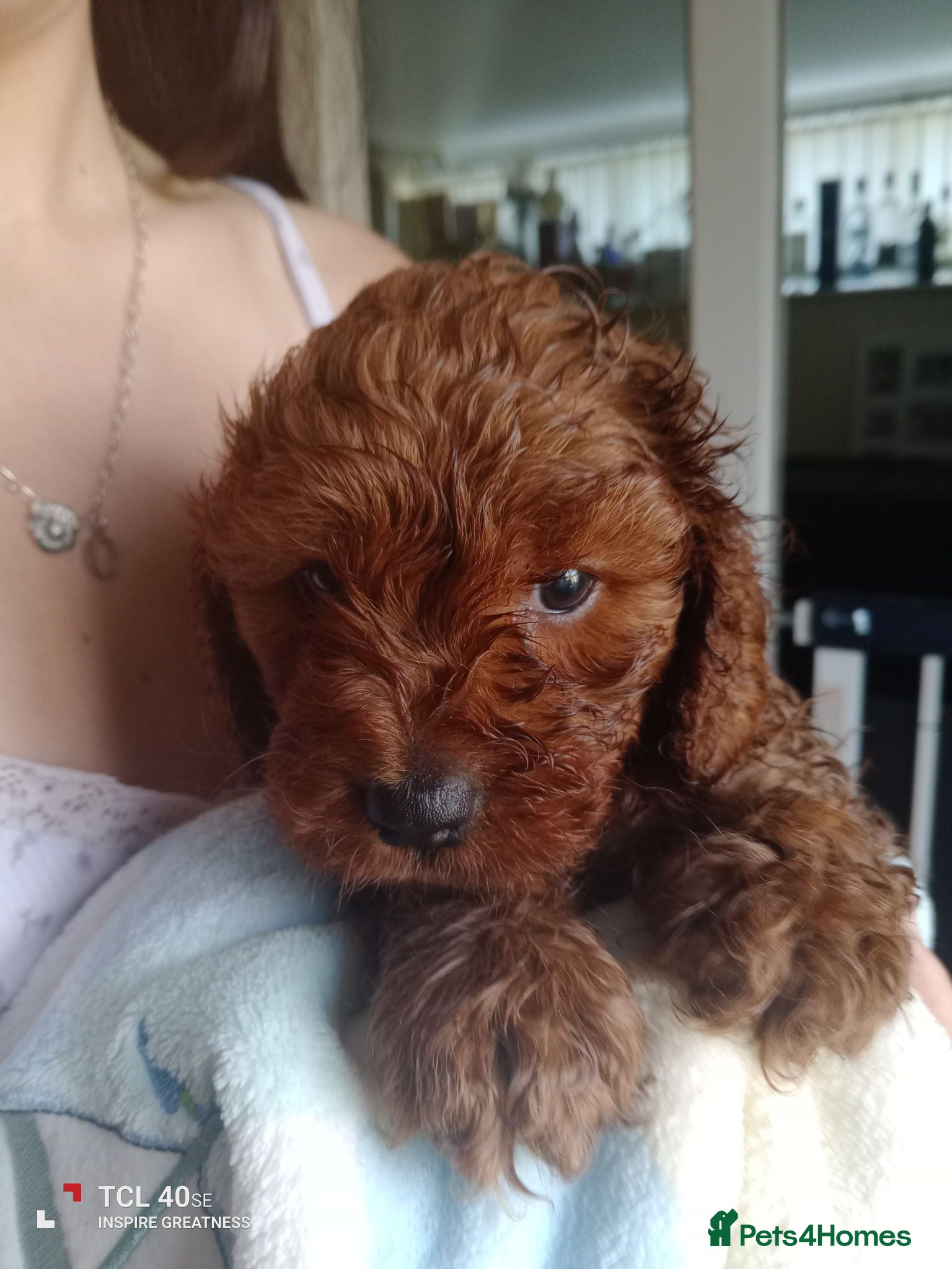 Cavapoo dogs Stunning little fix red  boy  - Advert 1