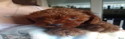 Cavapoo dogs for sale: Stunning little fix red  boy  - Advert 1