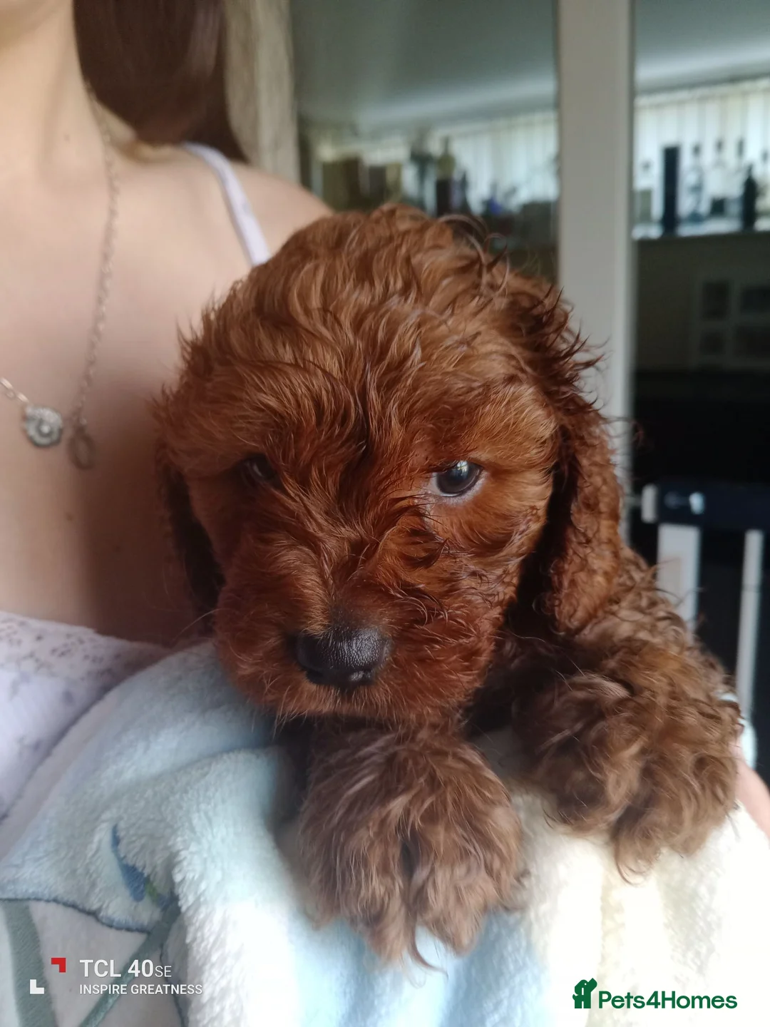 Cavapoo dogs for sale: Stunning little fix red  boy  - Advert 1