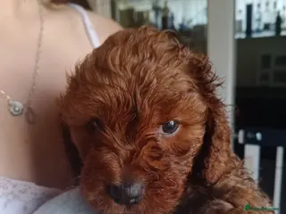 Cavapoo dogs Stunning little fox red boy lovely nature - Advert 5