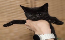 Mixed Breed cats for sale: Maine Coon X Kittens - Image 4