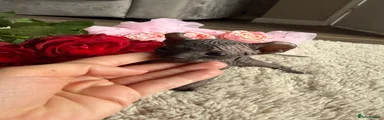 Sphynx Kitten 5