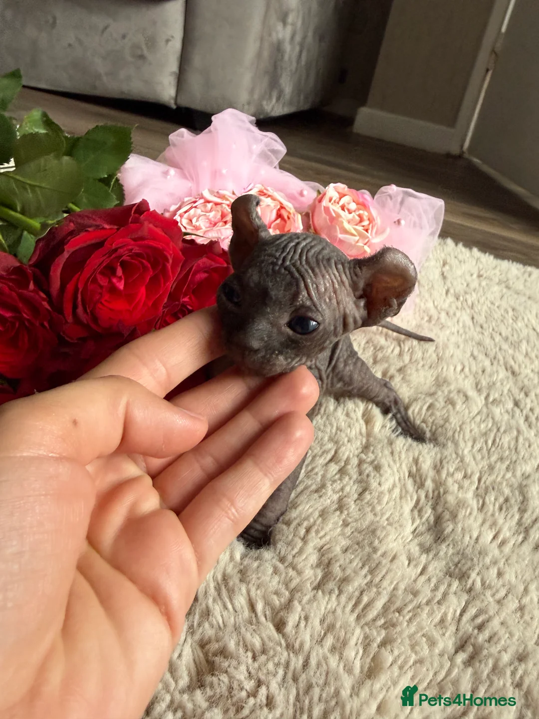 Sphynx cats for sale: Canadian Elf Sphynx  - Advert 2