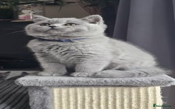 British Shorthair cats for sale: (READY NOW) Show Quality Champions 🥇🏆BSH GCCF - Image 28