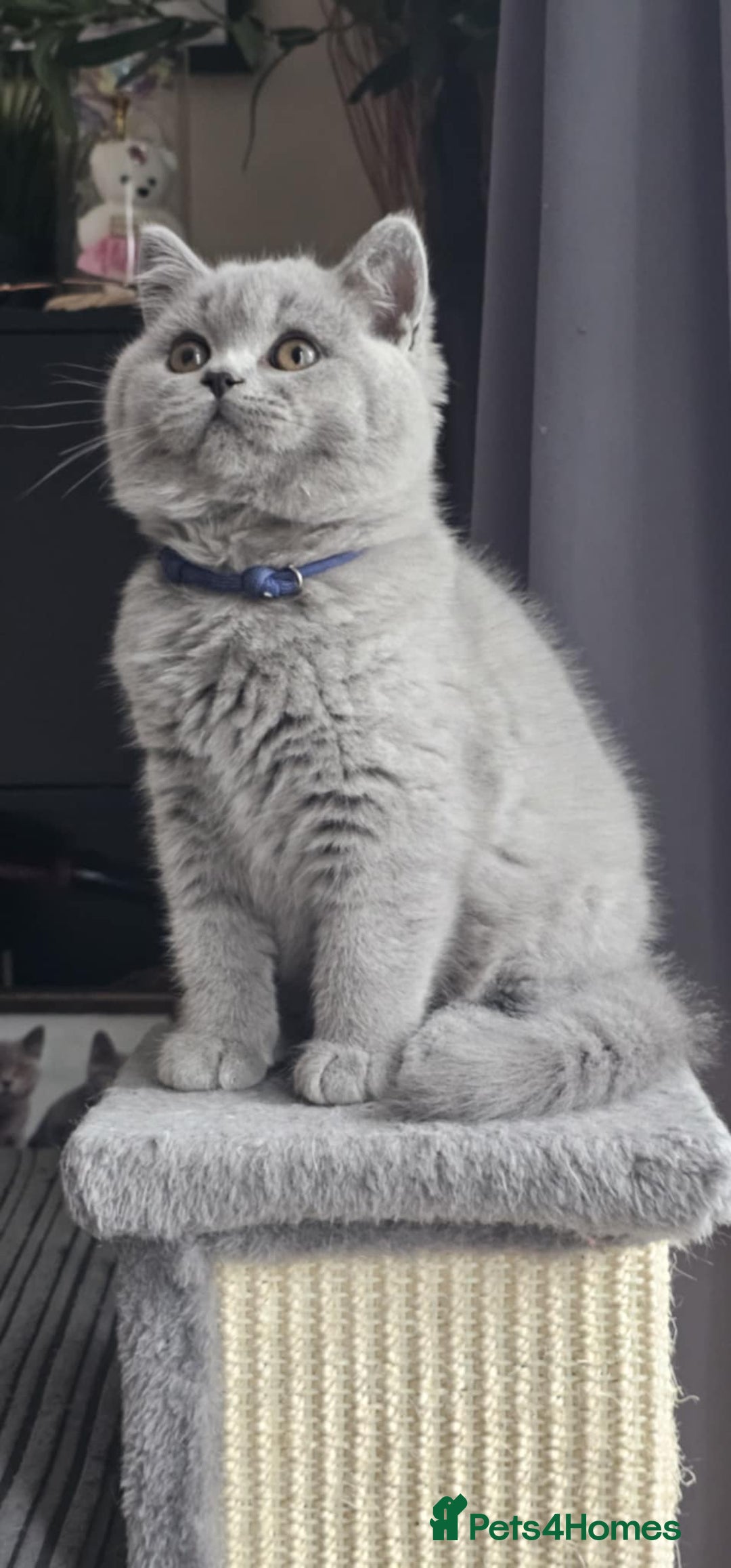 British Shorthair cats for sale: (READY NOW) Show Quality Champions 🥇🏆BSH GCCF - Image 28