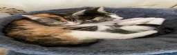 Mixed Breed cats for sale: Stunning kittens ready for their forever homes  in Sheffield - Advert 3