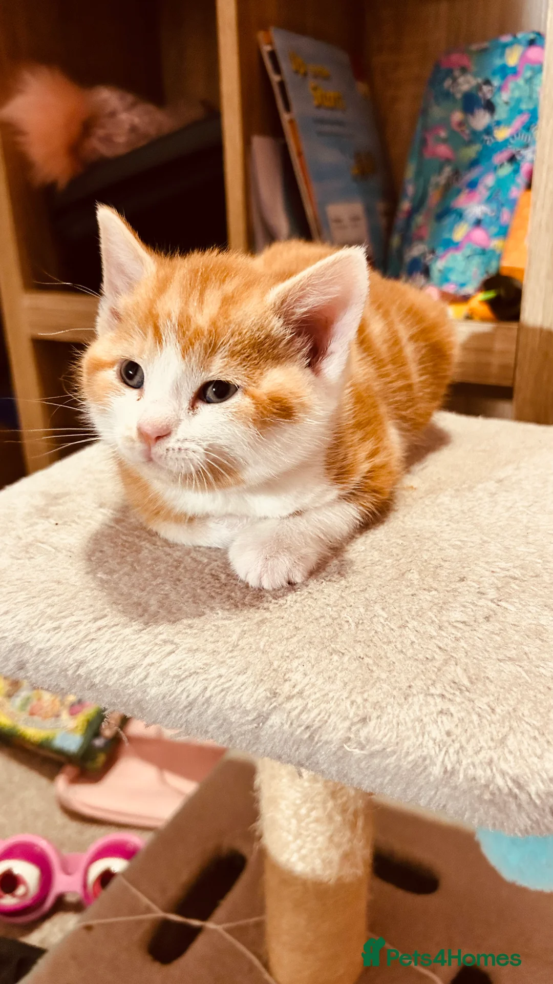 British Shorthair cats for sale: British Shorthair Kittens - Available Now  - Advert 11