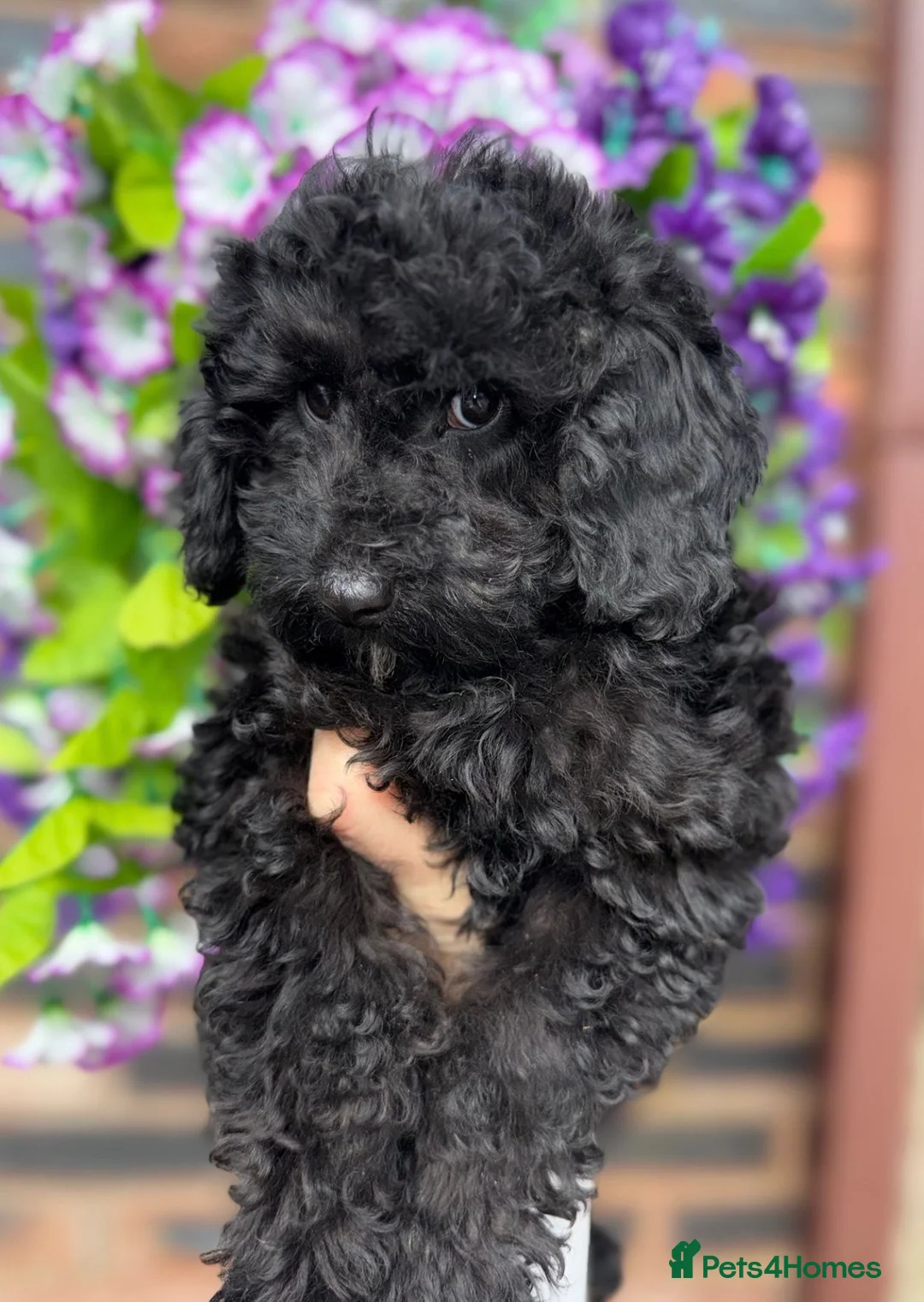 Toy Poodle dogs for sale: 🩷💙Beautiful Toy Poodle Puppies💙🩷 - Advert 2