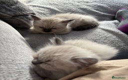 Ragdoll cats for sale: READY TO LEAVE Purebred ragdolls - Image 7