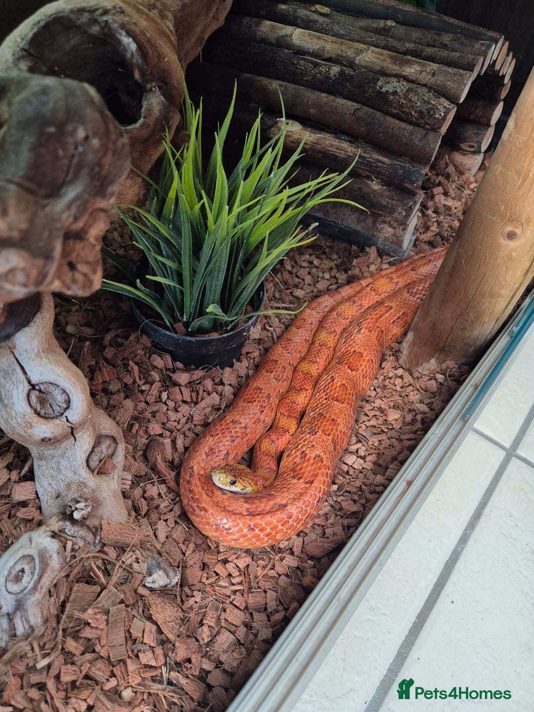 Gecko reptiles for sale: crested geckos, leopard geckos - Advert 20