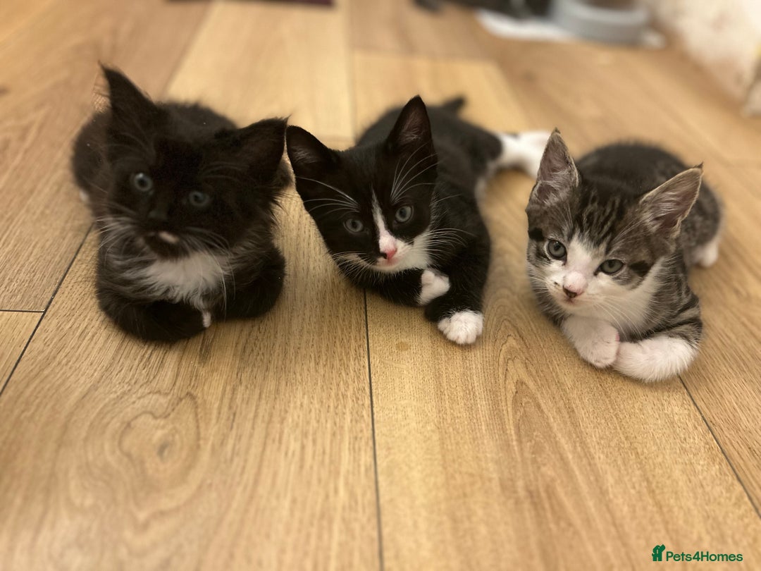 Ragcoon cats for sale: Ragcoons!  in Shepton Mallet - Image 23