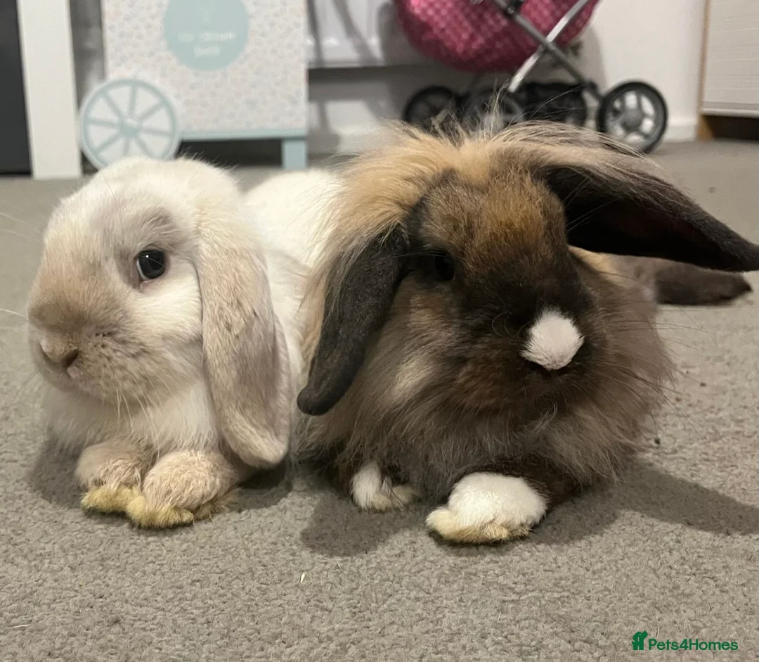 Mini Lop rabbits for sale: Mini lop baby for sale  in Maldon - Advert 4