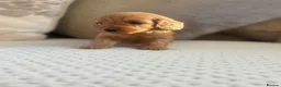 Cockapoo dogs for sale: Beautiful F1 Cockerpoo’s - Advert 4