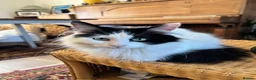 British Longhair cats for sale: Beautiful long haired female cat for sale - Advert 7