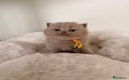 British Shorthair cats for sale: 7 British Shorthair Kittens TICA®️ – Import Lines - Image 8