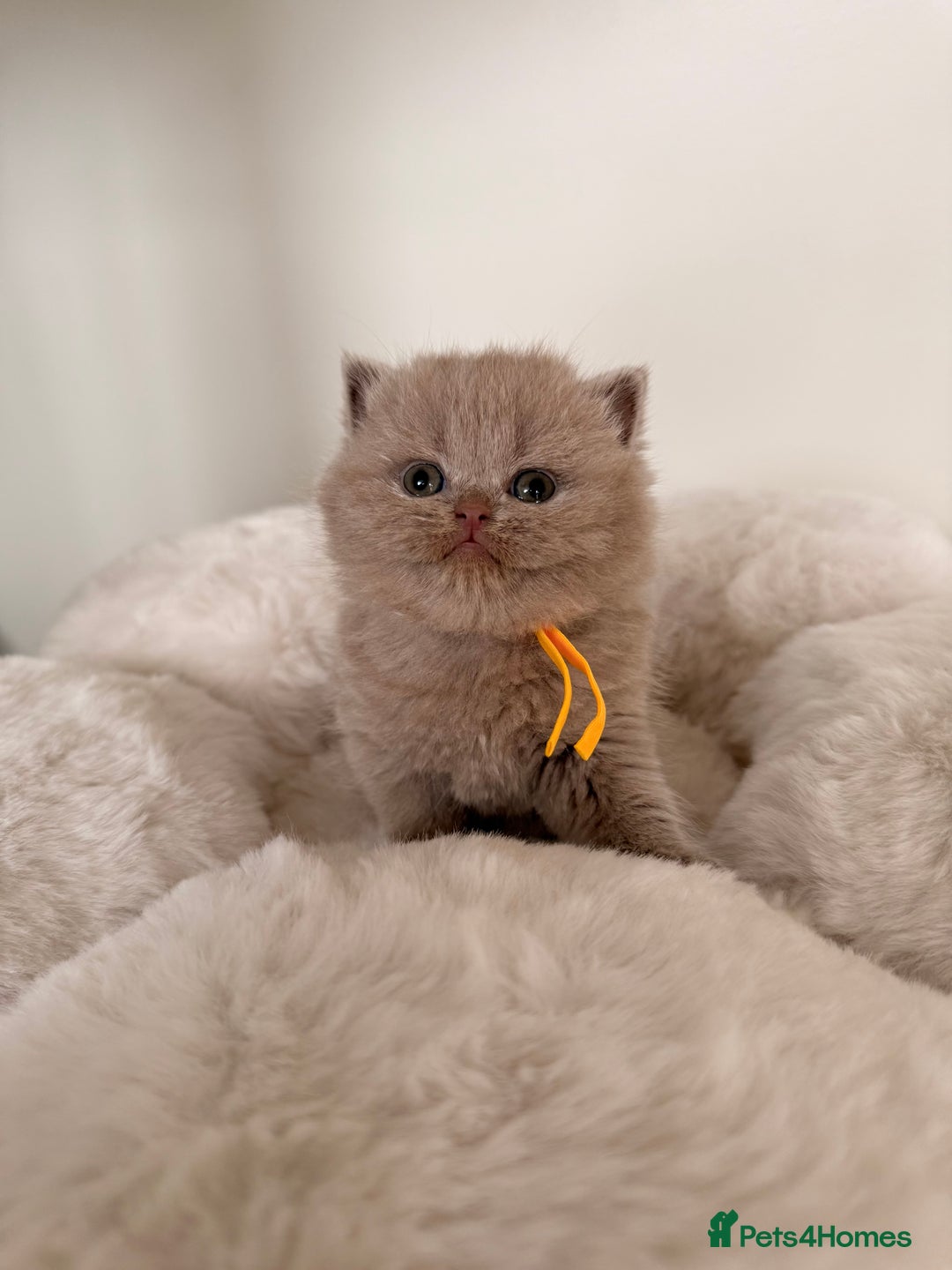 British Shorthair cats for sale: 7 British Shorthair Kittens TICA®️ – Import Lines - Image 8