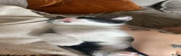 American Shorthair cats for sale: Beautiful kittens - Advert 7