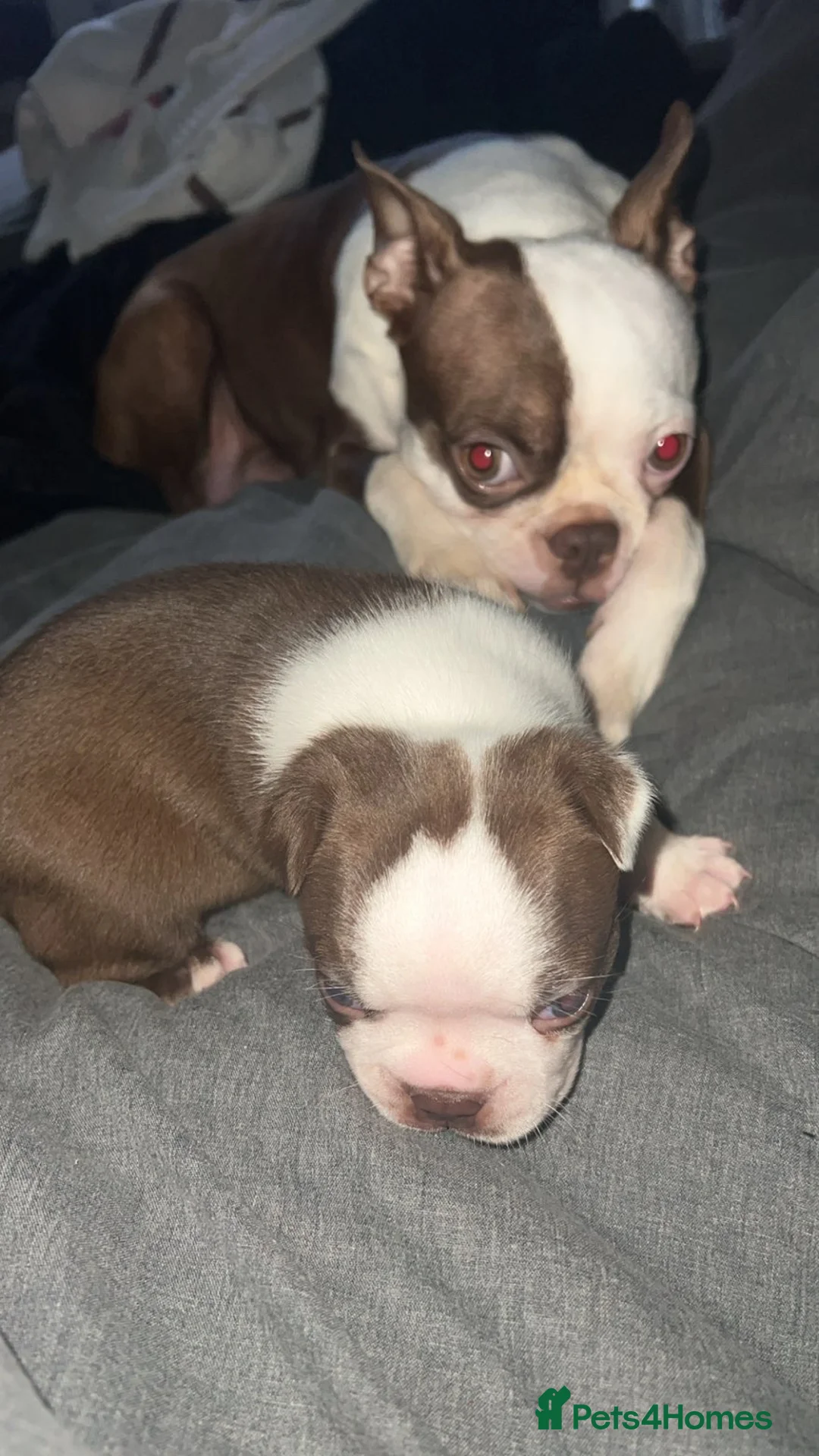 Boston Terrier dogs for sale: Quality Lines KC Registered Boston Terrier Puppies - Advert 20