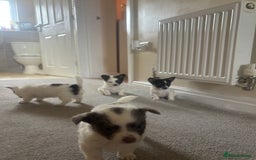 Mixed Breed dogs for sale: Miniature chihuahua X Jack russell puppies  - Image 20