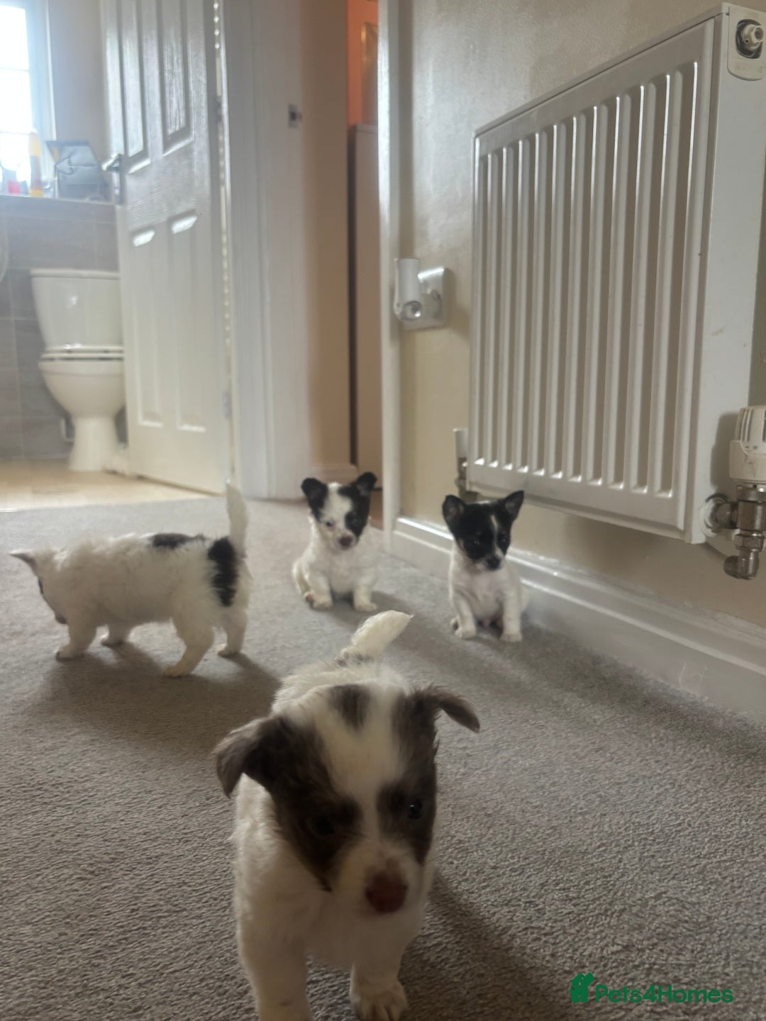 Mixed Breed dogs for sale: Miniature chihuahua X Jack russell puppies  - Image 20